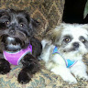 Meet your Posher, Ann